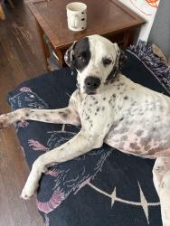 Found/Stray Male Dog last seen Peralta, Oakland, CA 94608