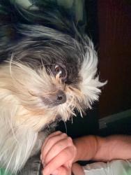 Lost Male Dog last seen Summerwind apmts, San Jose, CA 95122