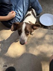 Found/Stray Female Dog last seen Gary Ln Milam St, Fort Worth, TX 76112