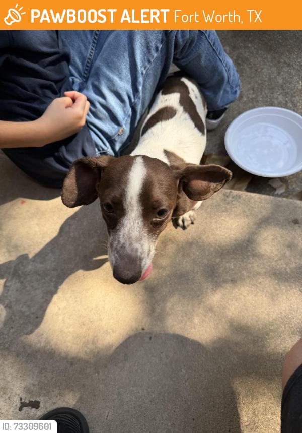 Found/Stray Female Dog last seen Gary Ln Milam St, Fort Worth, TX 76112
