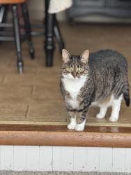 Lost Female Cat last seen Brickyard Road, Mechanicville, NY 12118
