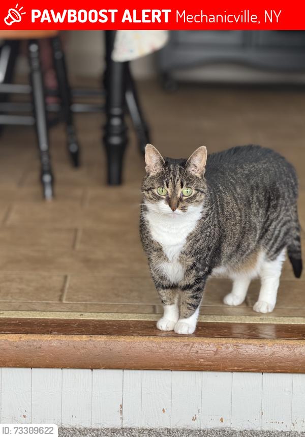 Lost Female Cat last seen Brickyard Road, Mechanicville, NY 12118