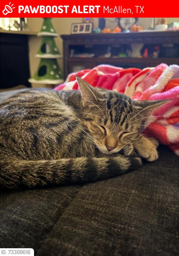 Lost Female Cat last seen McColl Rd & Dove Ave, McAllen, TX 78501