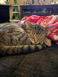 Lost Female Cat last seen McColl Rd & Dove Ave, McAllen, TX 78501