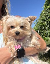Lost Female Dog last seen Near west waukena avenue, Oceanside, NY 11572