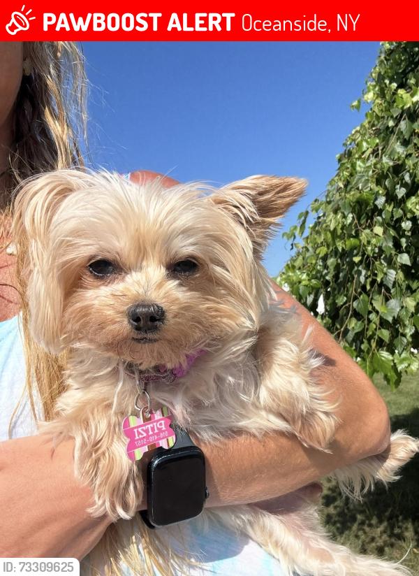 Lost Female Dog last seen Near west waukena avenue, Oceanside, NY 11572