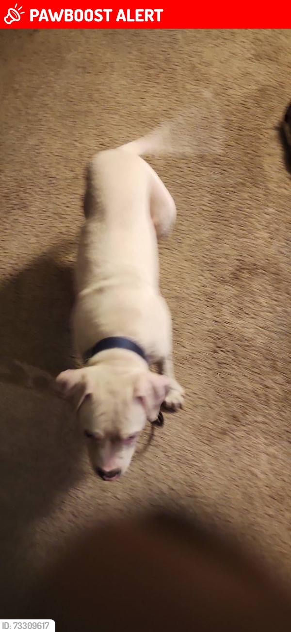 Lost Male Dog last seen Turkey creek area, East County Civic Group, FL 33567