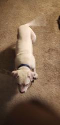 Lost Male Dog last seen Turkey creek area, East County Civic Group, FL 33567