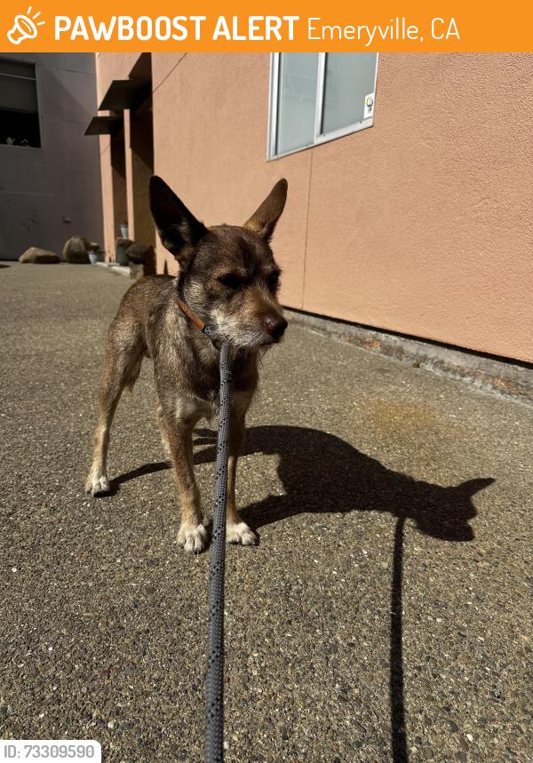 Found/Stray Male Dog last seen Ocean/Doyle, Emeryville, CA 94608