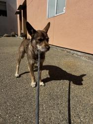 Found/Stray Male Dog last seen Ocean/Doyle, Emeryville, CA 94608