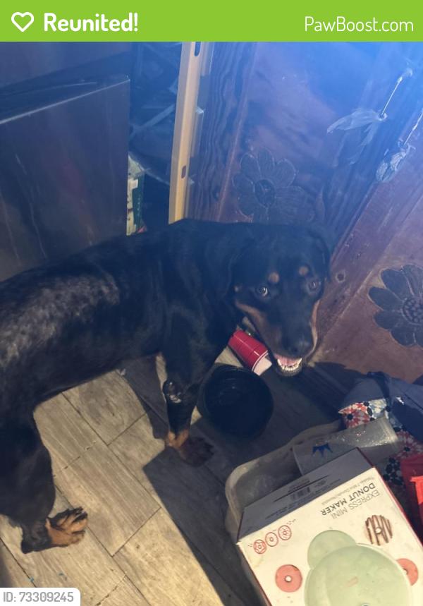 Reunited Female Dog last seen Near family dollar and Bonnie drive, Fort Worth, TX 76116