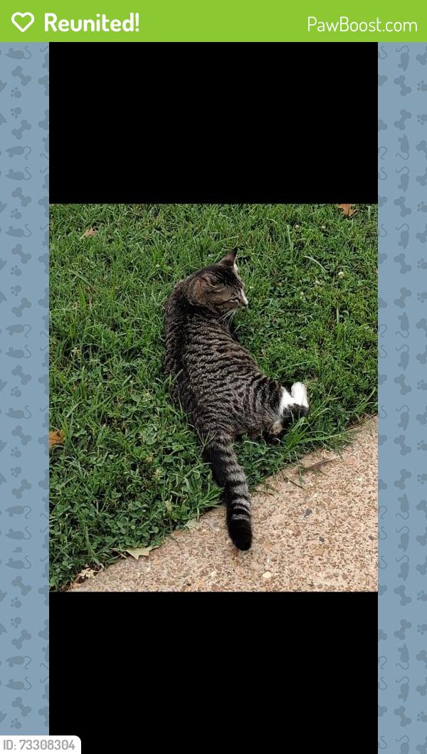 Reunited Male Cat last seen Near Sunerest Dr, St. Louis, MO 63125, USA, St. Louis, MO 63125