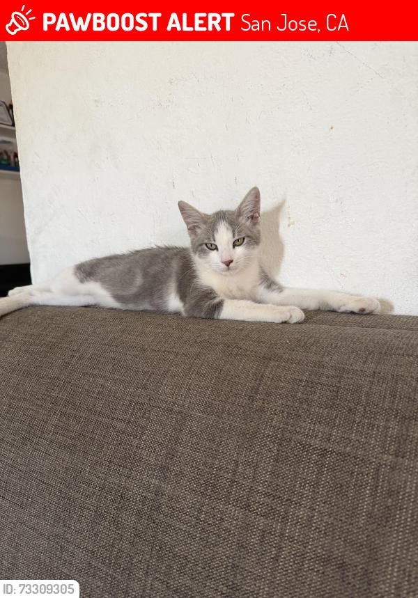 Lost Male Cat last seen Williams & Reed, San Jose, CA 95112