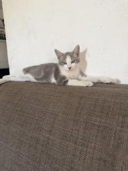 Lost Male Cat last seen Williams & Reed, San Jose, CA 95112