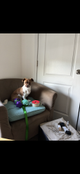 Found/Stray Female Dog last seen Porter Ave and Davis Street, Suitland-Silver Hill, MD 20746