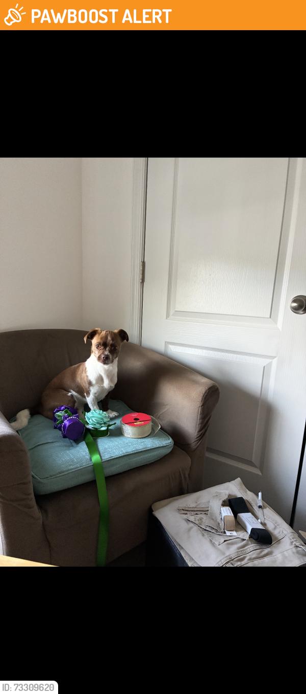 Found/Stray Female Dog last seen Porter Ave and Davis Street, Suitland-Silver Hill, MD 20746