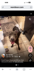 Found/Stray Male Dog last seen Nw 68th & Drexel, Oklahoma City, OK 73116