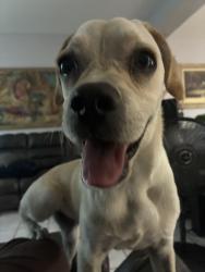Found/Stray Female Dog last seen gatewood, Moreno Valley, CA 92551