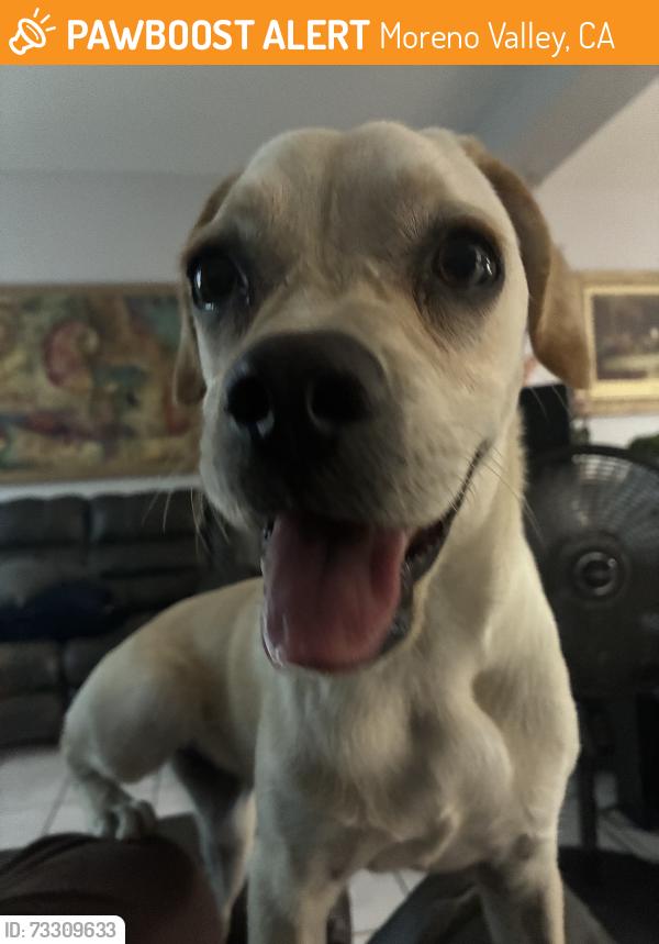 Found/Stray Female Dog last seen gatewood, Moreno Valley, CA 92551