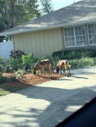 Found/Stray Unknown Dog last seen Calexico and Columbus Lakewood ests, St. Petersburg, FL 33712