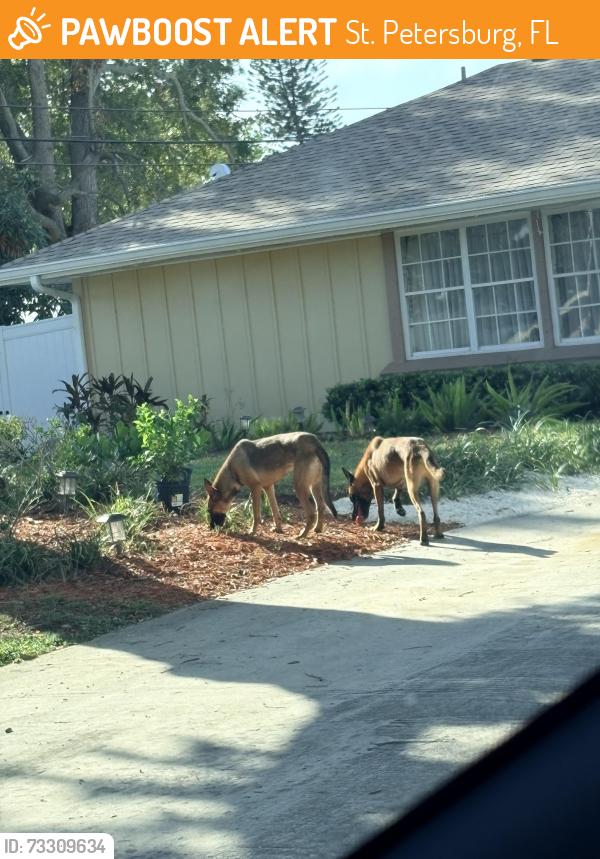 Found/Stray Unknown Dog last seen Calexico and Columbus Lakewood ests, St. Petersburg, FL 33712