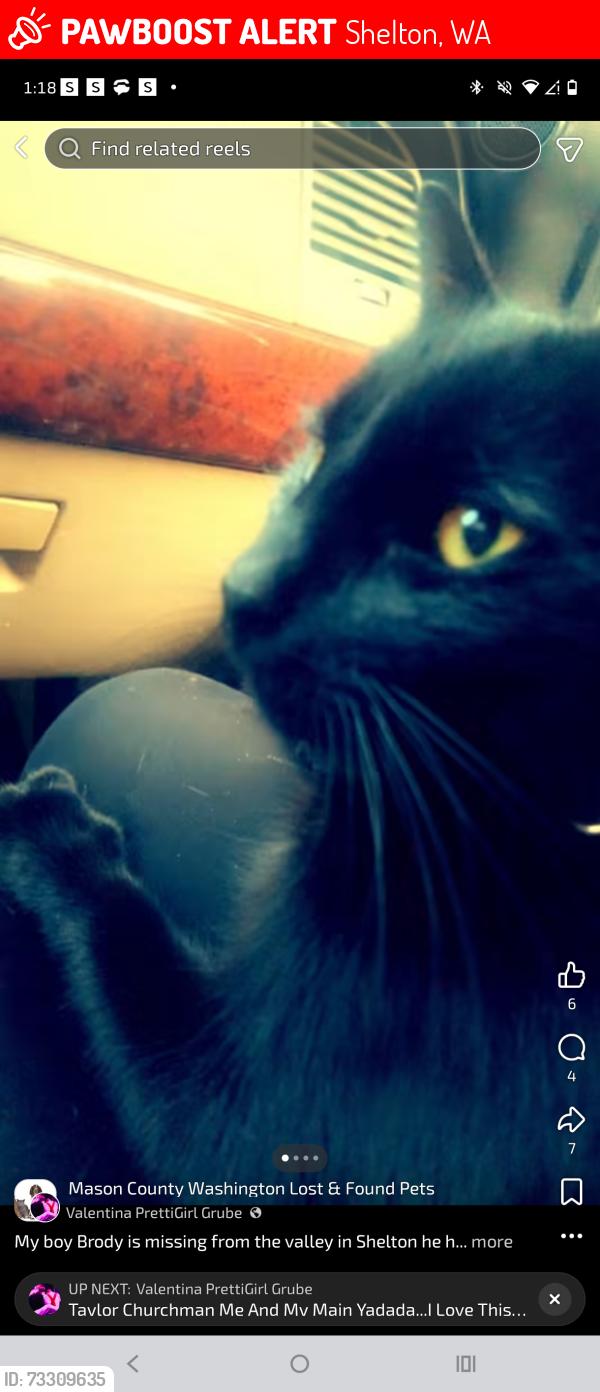 Lost Male Cat last seen California road, Shelton, WA 98584