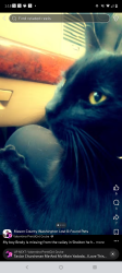 Lost Male Cat last seen California road, Shelton, WA 98584