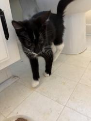 Found/Stray Female Cat last seen Escondido Farm Rd, Garner, NC 27529
