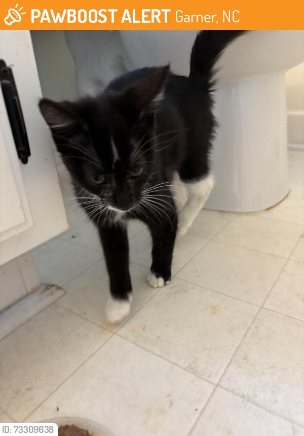Found/Stray Female Cat last seen Escondido Farm Rd, Garner, NC 27529