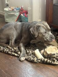Found/Stray Female Dog last seen Peralta, Oakland, CA 94608