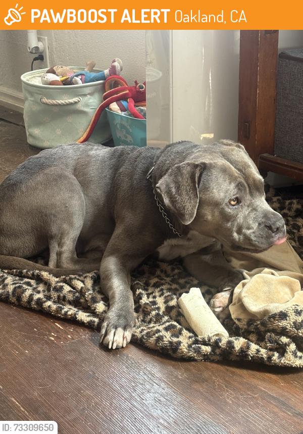 Found/Stray Female Dog last seen Peralta, Oakland, CA 94608