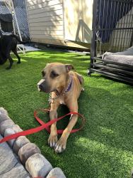 Lost Male Dog last seen 17th ave and Calle Ocho, Miami, FL 33135