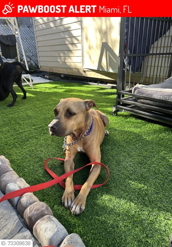 Lost Male Dog last seen 17th ave and Calle Ocho, Miami, FL 33135