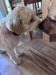 Reunited Female Dog last seen Near Mapleridge Dr, Grapevine, TX 76051, USA, Grapevine, TX 76051