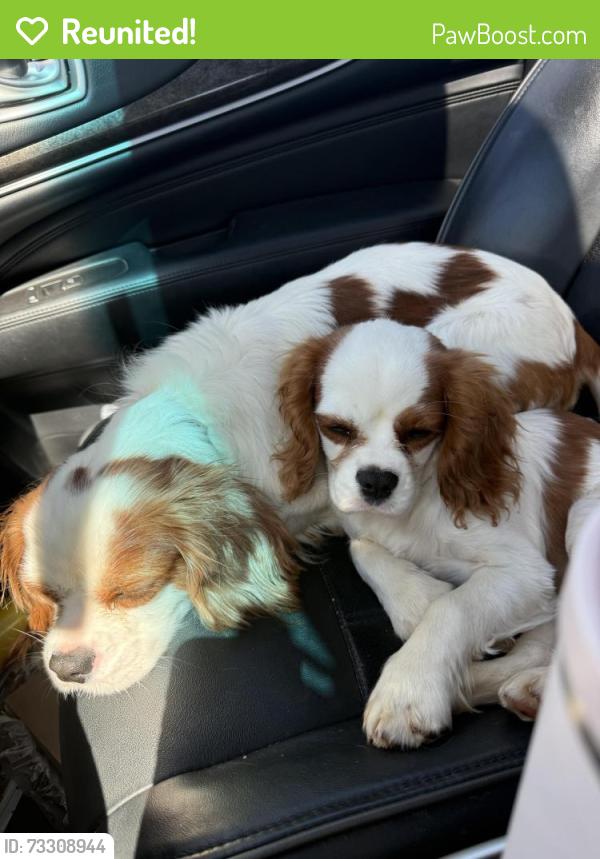 Reunited Male Dog last seen E Preston McDaniel rd, Pickens County, SC 29671