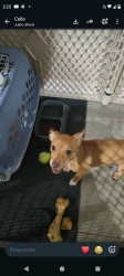 Lost Male Dog last seen Haven Forest lane, Fort Bend County, TX 77469
