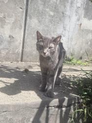 Found/Stray Unknown Cat last seen Hampton outpatient center, Allison Park, PA 15101