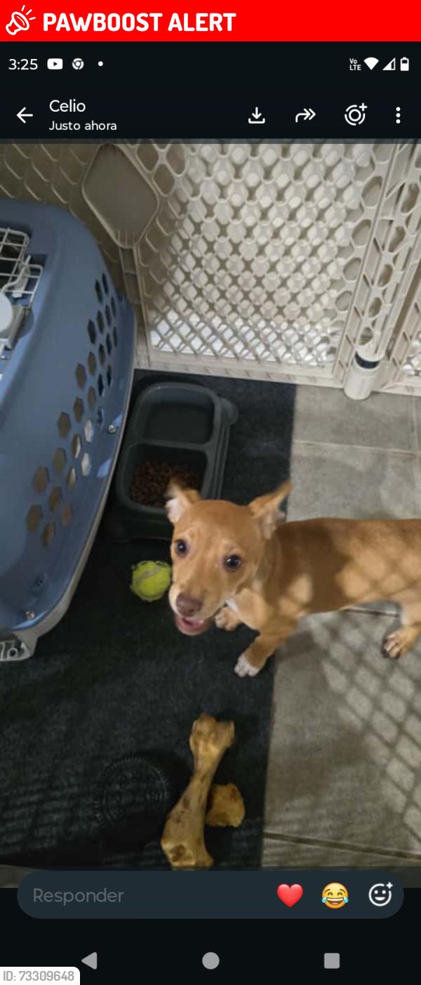 Lost Male Dog last seen Haven Forest lane, Fort Bend County, TX 77469