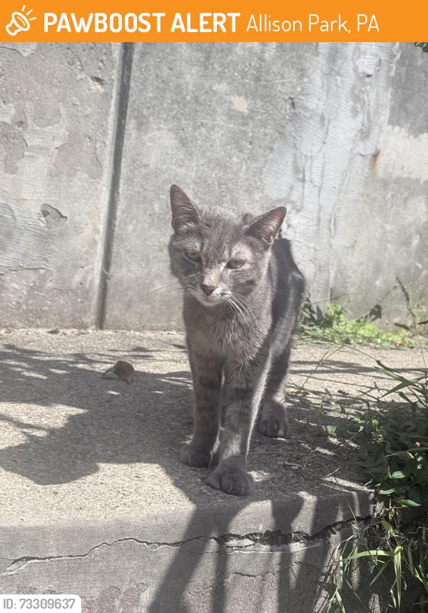 Found/Stray Unknown Cat last seen Hampton outpatient center, Allison Park, PA 15101