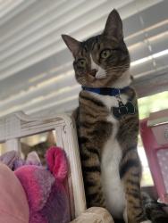 Reunited Male Cat last seen By settlers park., Aurora, CO 80012