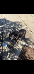 Reunited Female Dog last seen Inskip Dr, Campbell, CA 95008