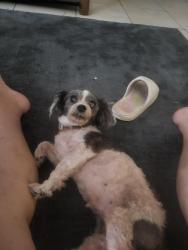Reunited Female Dog last seen Pasadena ave, Longwood, FL 32750