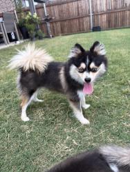 Lost Female Dog last seen Stark farms beazer homes near water works park, Denton, TX 76207