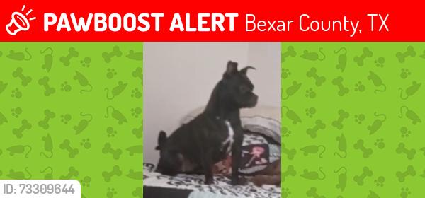 Lost Female Dog last seen Baptist Church labus st elmendorf tx 78112, Bexar County, TX 78112
