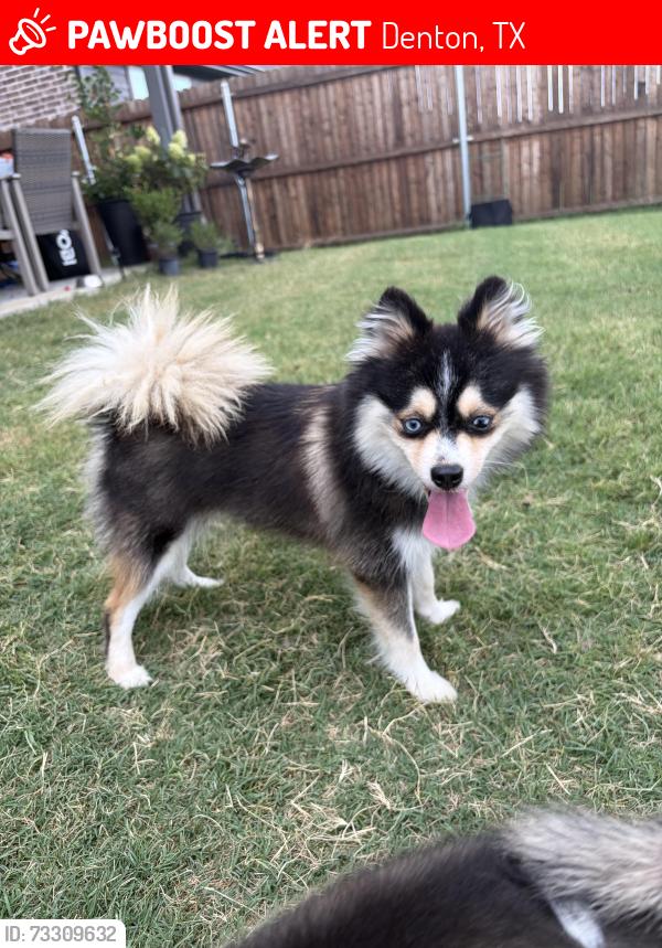 Lost Female Dog last seen Stark farms beazer homes near water works park, Denton, TX 76207