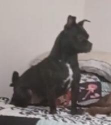 Lost Female Dog last seen Baptist Church labus st elmendorf tx 78112, Bexar County, TX 78112