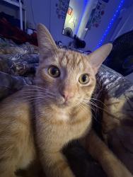 Lost Male Cat last seen Near De Mel Ave 40214, Louisville, KY 40214