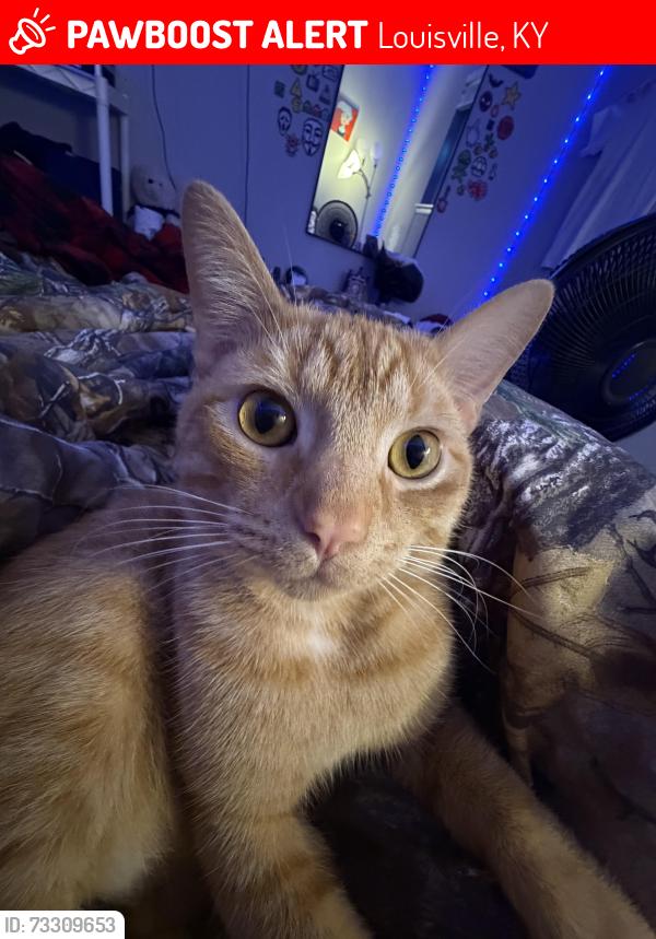 Lost Male Cat last seen Near De Mel Ave 40214, Louisville, KY 40214