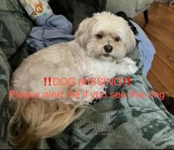 Lost Female Dog last seen Day and Ohio st Miami Fl 33133, Miami, FL 33133
