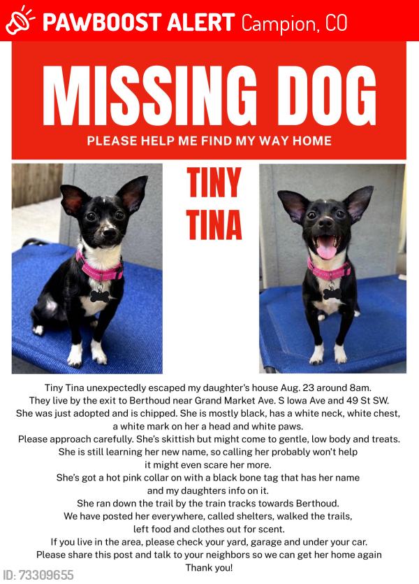 Lost Female Dog last seen S Iowa Ave and 49th SW, Campion, CO 80537